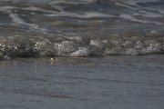 DPPhotography - Oman - Glaucostegus halavi - C