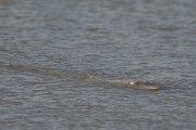 DPPhotography - Oman - Glaucostegus halavi - D