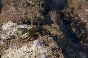 DPPhotography - Oman - Grapsus albolineatus - A