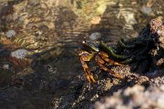 DPPhotography - Oman - Grapsus albolineatus - C