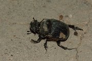 DPPhotography - Oman - Heliocopris gigas - B