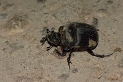 DPPhotography - Oman - Heliocopris gigas - C