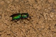 DPPhotography - Oman - Megacephala euphratica - A