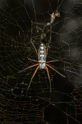 DPPhotography - Oman - Nephila sumptuosa - A