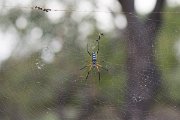 DPPhotography - Oman - Nephila sumptuosa - B