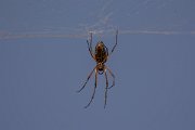 DPPhotography - Oman - Nephila sumptuosa - C