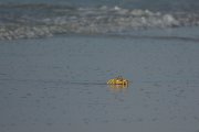 DPPhotography - Oman - Ocypode rotundata - A
