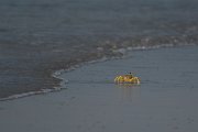 DPPhotography - Oman - Ocypode rotundata - B