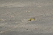 DPPhotography - Oman - Ocypode rotundata - C