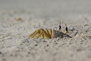 DPPhotography - Oman - Ocypode rotundata - D