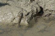 DPPhotography - Oman - Periophthalmus waltoni - A