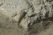 DPPhotography - Oman - Periophthalmus waltoni - B