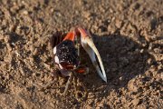 DPPhotography - Oman - Uca albimana - C