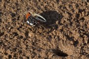 DPPhotography - Oman - Uca albimana - D