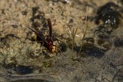 DPPhotography - Oman - Vespa orientalis - A