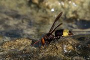 DPPhotography - Oman - Vespa orientalis - B