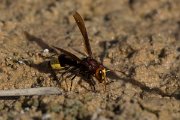 DPPhotography - Oman - Vespa orientalis - C