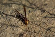 DPPhotography - Oman - Vespa orientalis - D