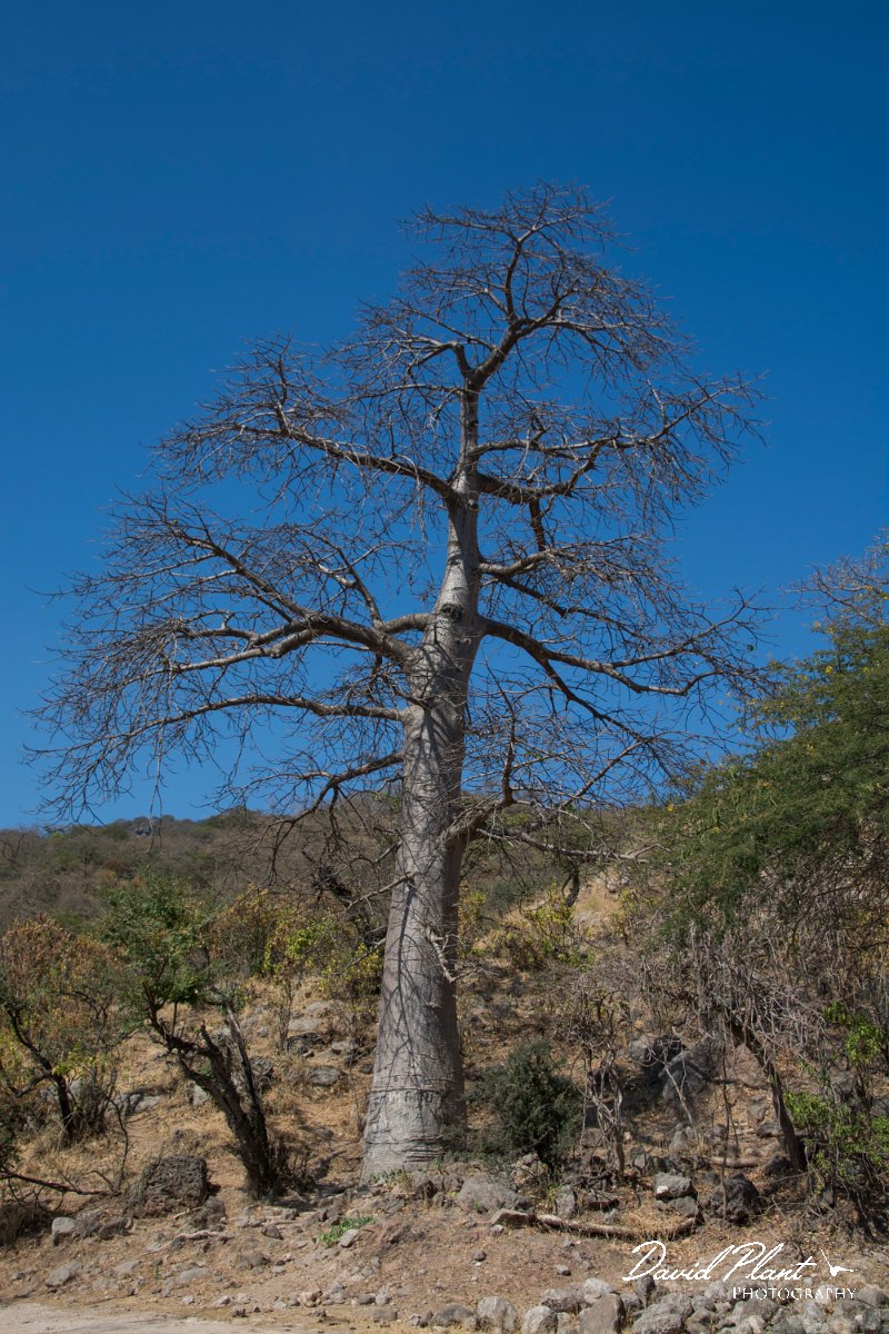 DPPhotography - Oman - Adansonia digitata - A.jpg - African baobab, Adansonia digitata - Wadi Hanna, Oman