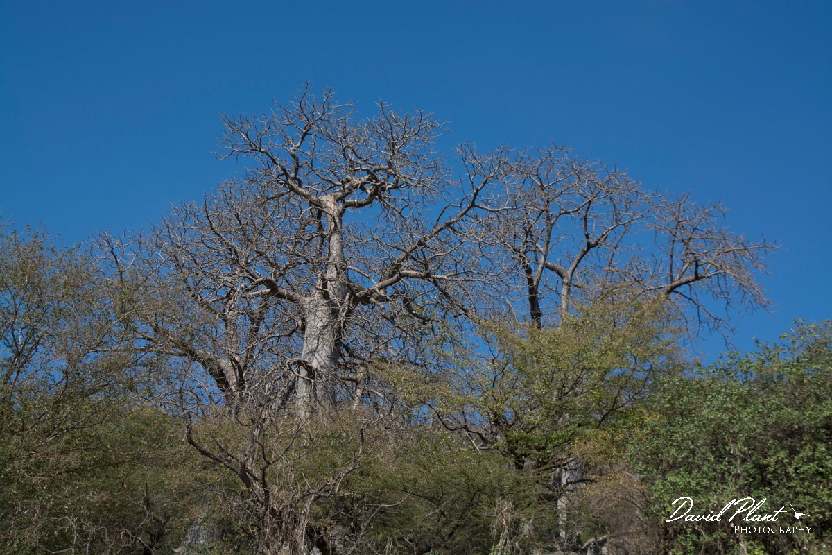DPPhotography - Oman - Adansonia digitata - B.jpg - African baobab, Adansonia digitata - Wadi Hanna, Oman