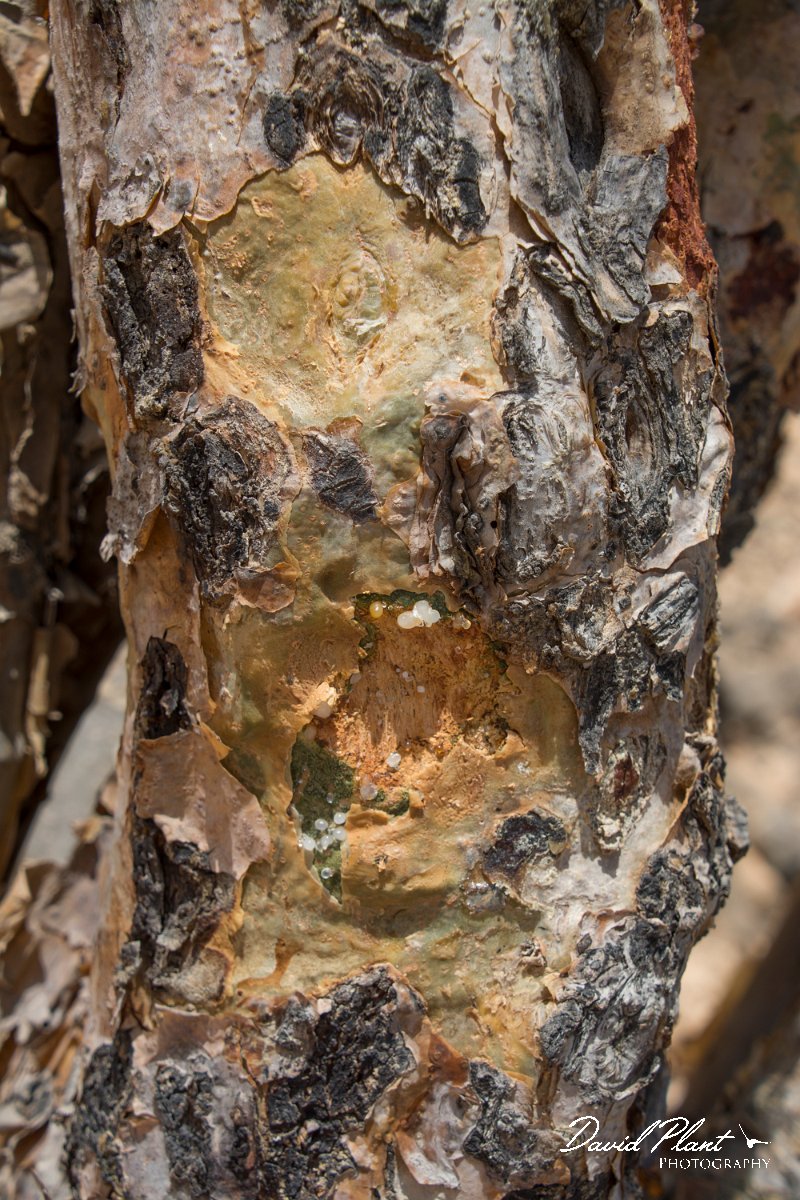DPPhotography - Oman - Boswellia sacra - A.jpg - Frankincense tree, Boswellia sacra - Jabal Al Qamar, Oman