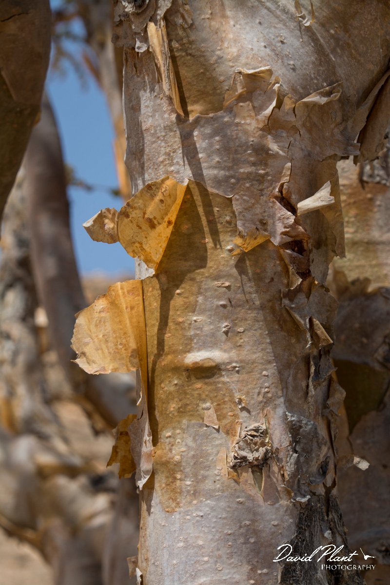 DPPhotography - Oman - Boswellia sacra - B.jpg - Frankincense tree, Boswellia sacra - Jabal Al Qamar, Oman