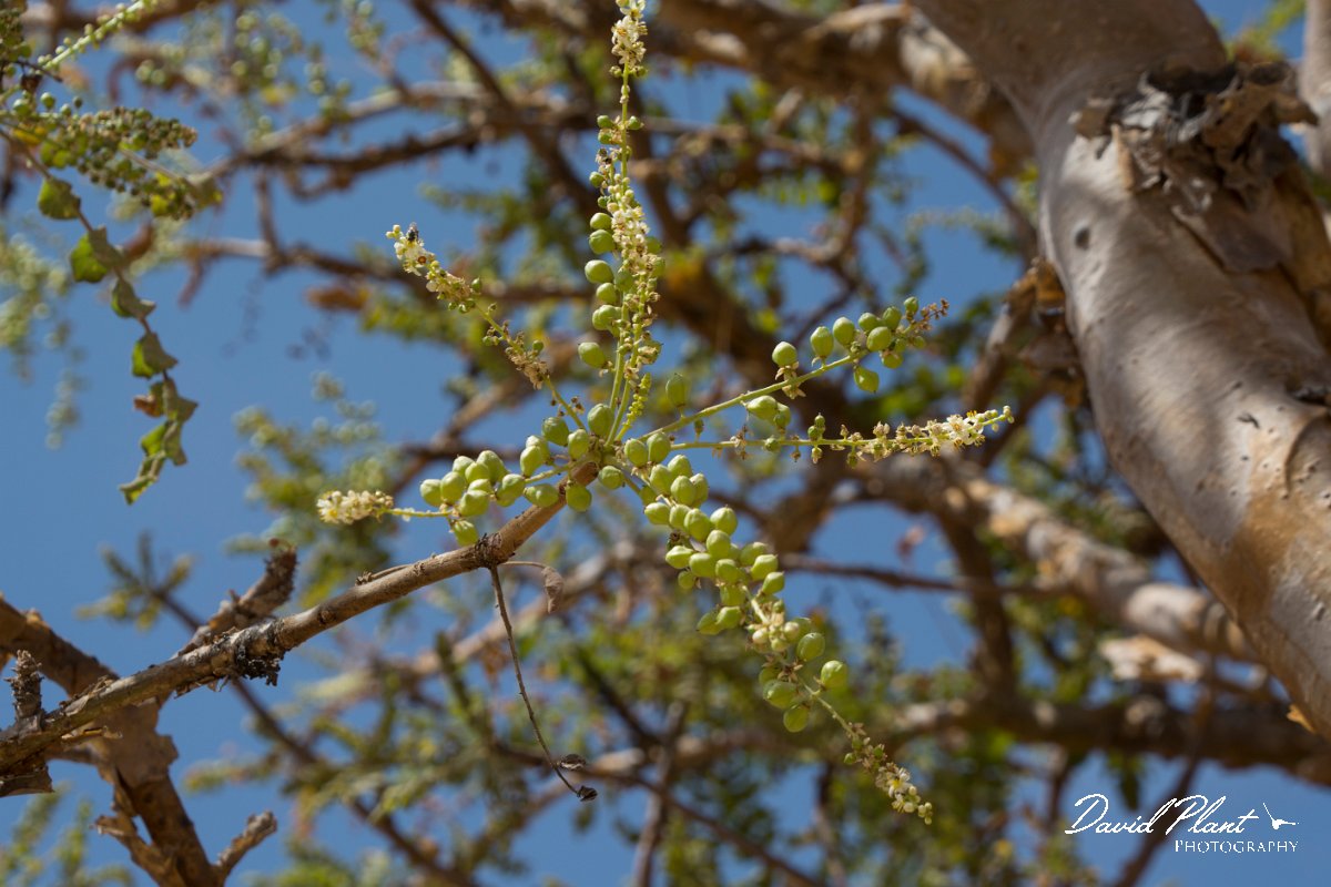 DPPhotography - Oman - Boswellia sacra - C.jpg - Frankincense tree, Boswellia sacra - Jabal Al Qamar, Oman