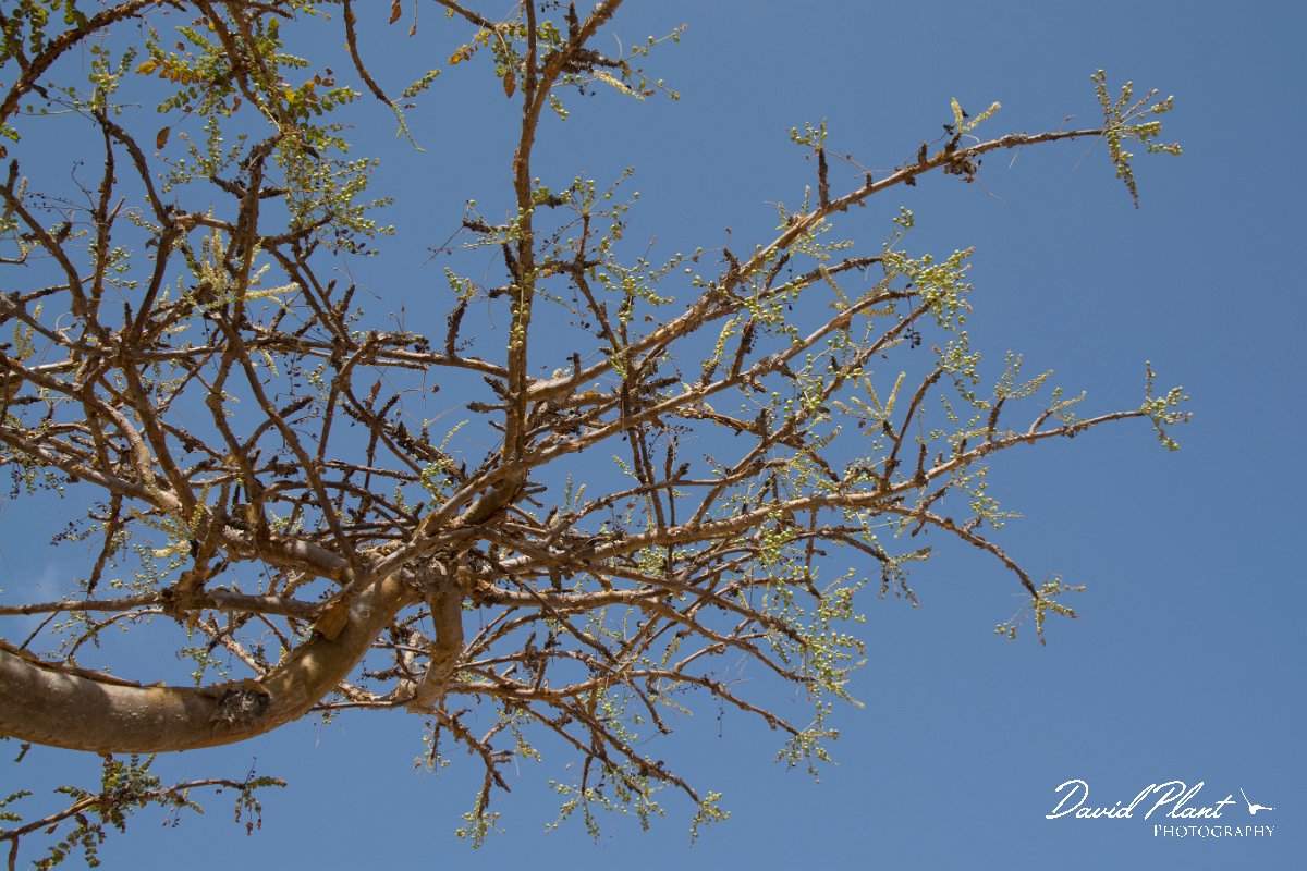 DPPhotography - Oman - Boswellia sacra - D.jpg - Frankincense tree, Boswellia sacra - Jabal Al Qamar, Oman