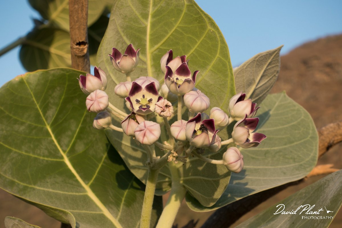 DPPhotography - Oman - Calotropis procera - B.jpg - Calotropis procera - Ayn Sahnawt, Oman