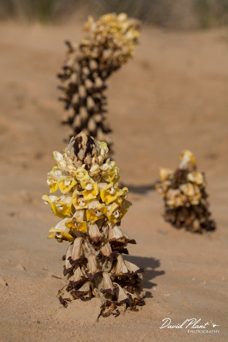 DPPhotography - Oman - Cistanche tubulosa - A.jpg - Desert hyacinth, Cistanche tubulosa - Ar-Ramayli, Oman
