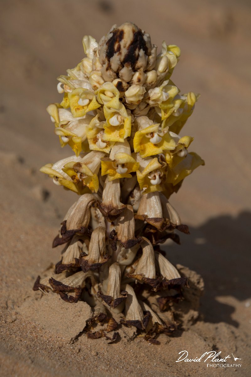 DPPhotography - Oman - Cistanche tubulosa - B.jpg - Desert hyacinth, Cistanche tubulosa - Ar-Ramayli, Oman