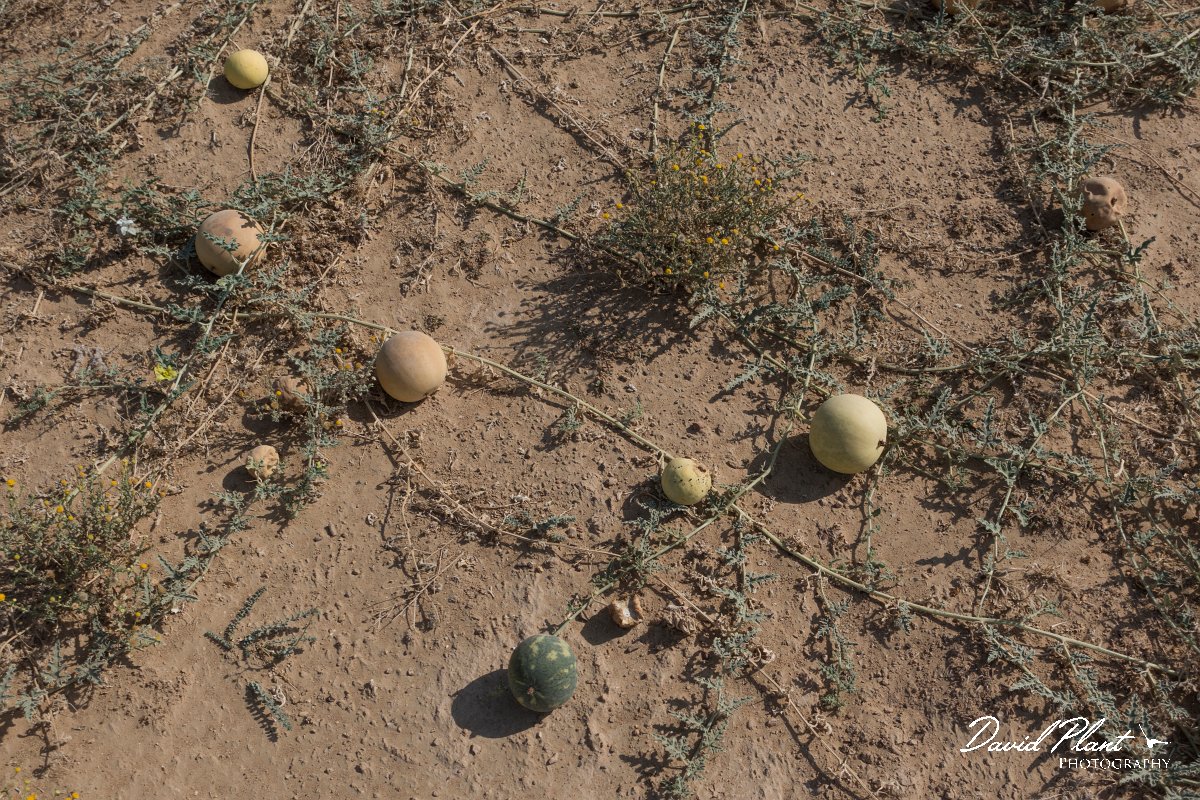 DPPhotography - Oman - Citrullus colocynthis - A.jpg - Desert melon, Citrullus colocynthis - Fossil Valley, Oman