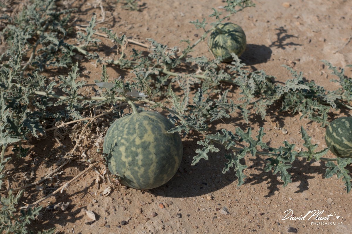 DPPhotography - Oman - Citrullus colocynthis - B.jpg - Desert melon, Citrullus colocynthis - Fossil Valley, Oman