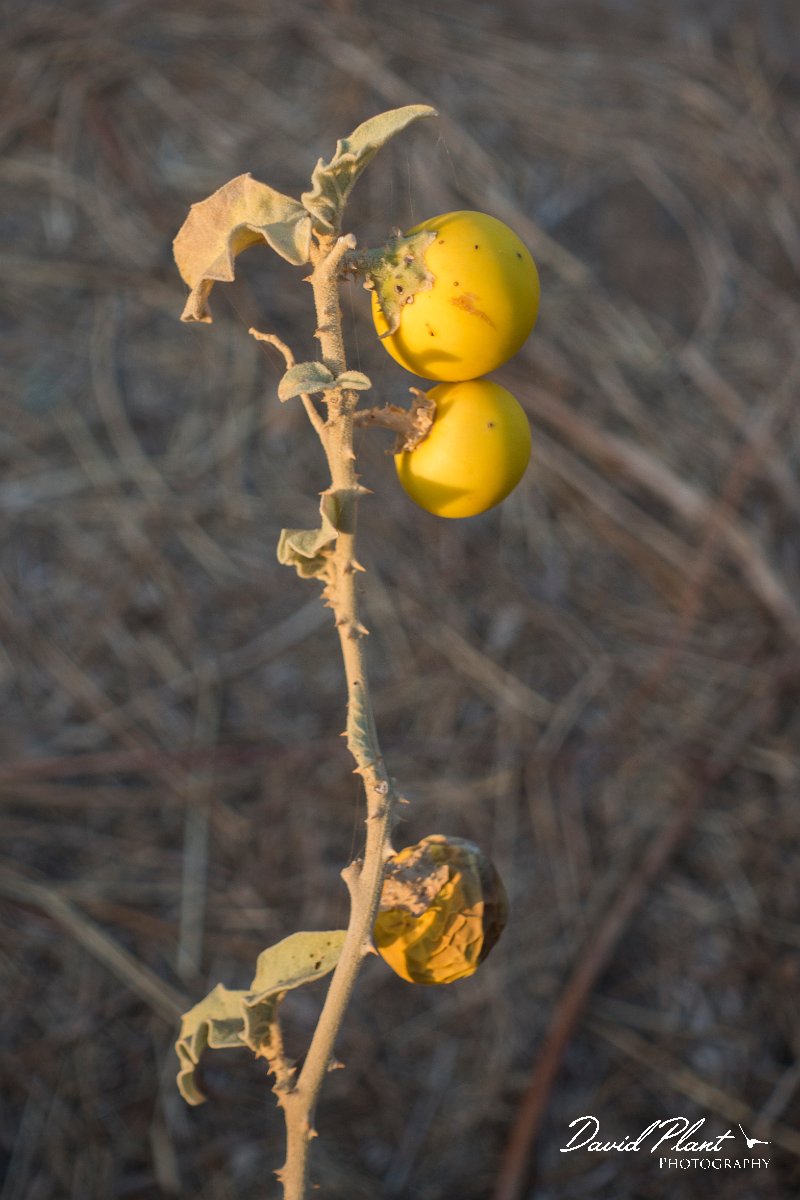 DPPhotography - Oman - Solanum incanum - A.jpg - Solanum incanum - Ayn Sahnawt, Oman
