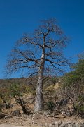 DPPhotography - Oman - Adansonia digitata - A