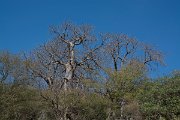 DPPhotography - Oman - Adansonia digitata - B