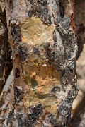 DPPhotography - Oman - Boswellia sacra - A