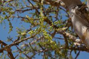 DPPhotography - Oman - Boswellia sacra - C