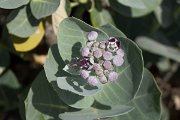DPPhotography - Oman - Calotropis procera - A