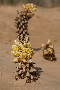 DPPhotography - Oman - Cistanche tubulosa - A