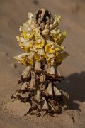 DPPhotography - Oman - Cistanche tubulosa - B
