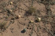 DPPhotography - Oman - Citrullus colocynthis - A