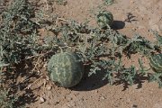 DPPhotography - Oman - Citrullus colocynthis - B