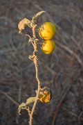 DPPhotography - Oman - Solanum incanum - A