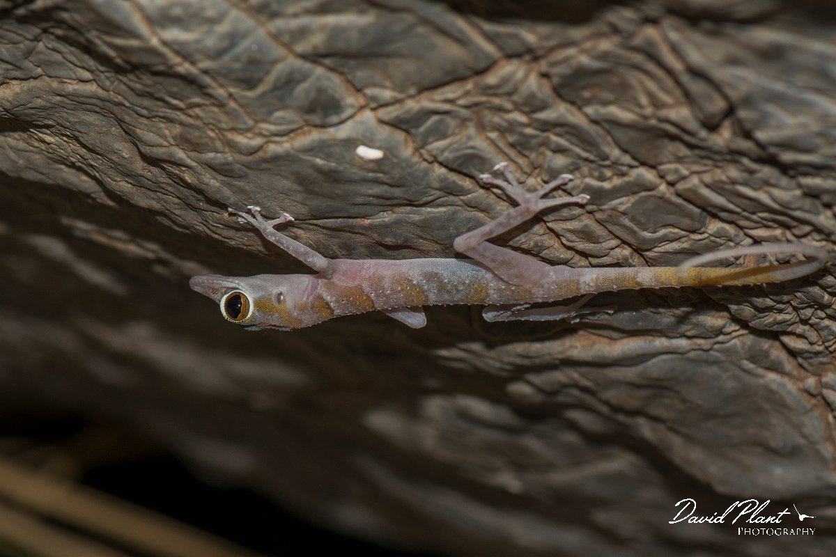 DPPhotography - Oman - Asaccus platyrhynchus - A.jpg - Flat-snouted leaf-toed gecko, Asaccus platyrhynchus - Wadi Al-Muaydin, Oman