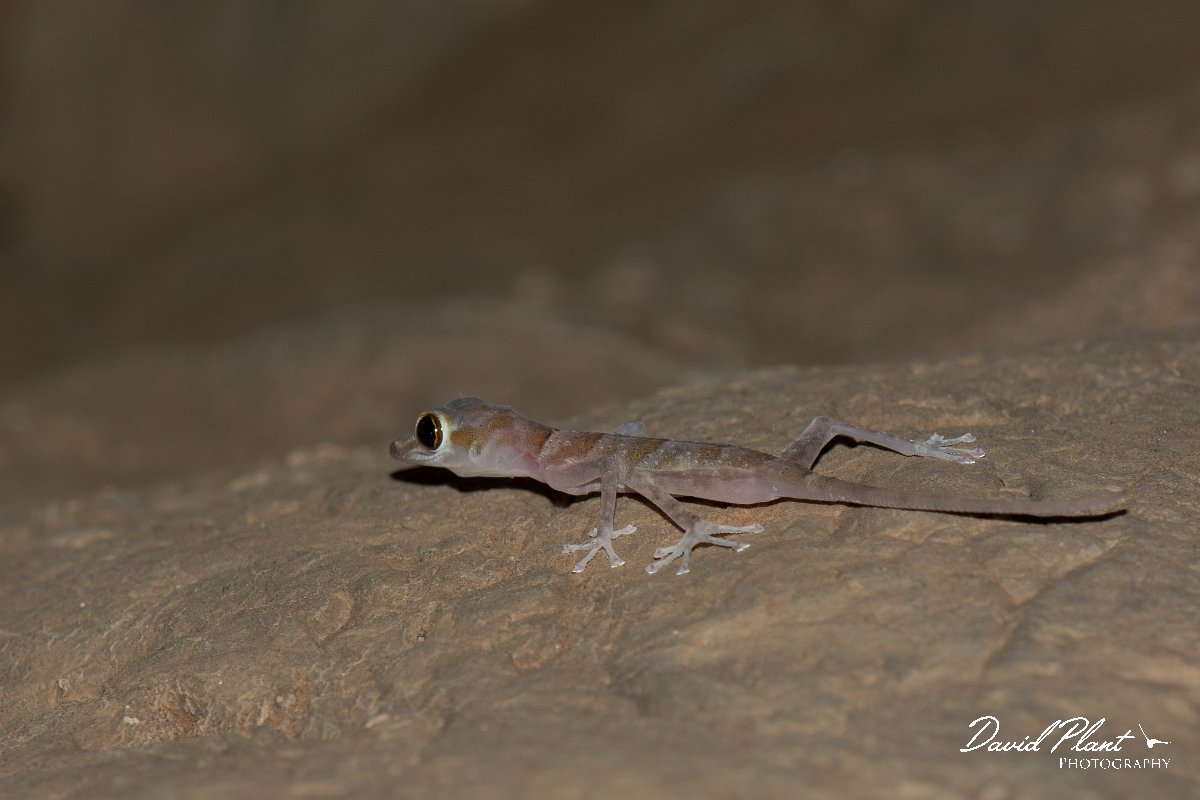 DPPhotography - Oman - Asaccus platyrhynchus - B.jpg - Flat-snouted leaf-toed gecko, Asaccus platyrhynchus - Wadi Al-Muaydin, Oman