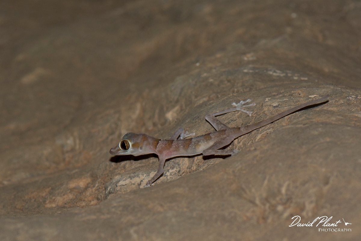 DPPhotography - Oman - Asaccus platyrhynchus - C.jpg - Flat-snouted leaf-toed gecko, Asaccus platyrhynchus - Wadi Al-Muaydin, Oman