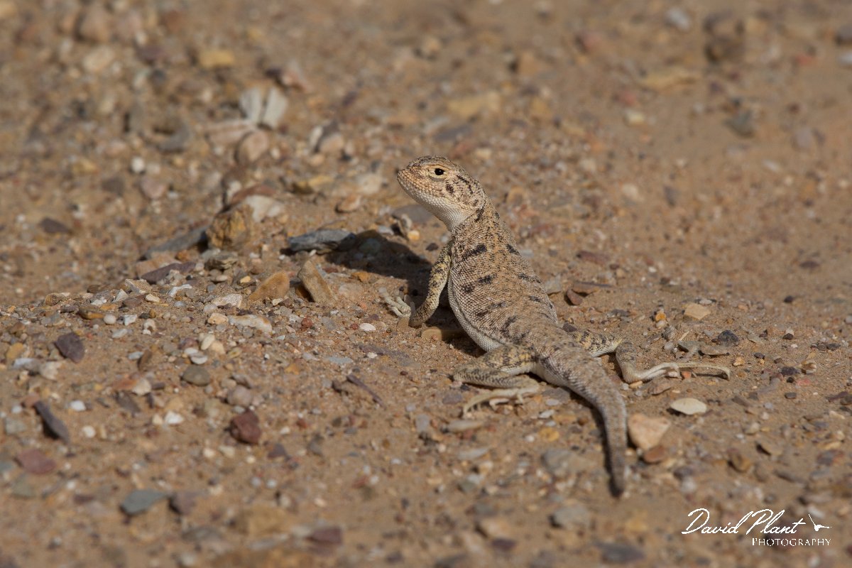 DPPhotography - Oman - Phrynocephalus arabicus - A.jpg - Arabian toad-headed agama, Phrynocephalus arabicus - Ar-Ramayli, Oman