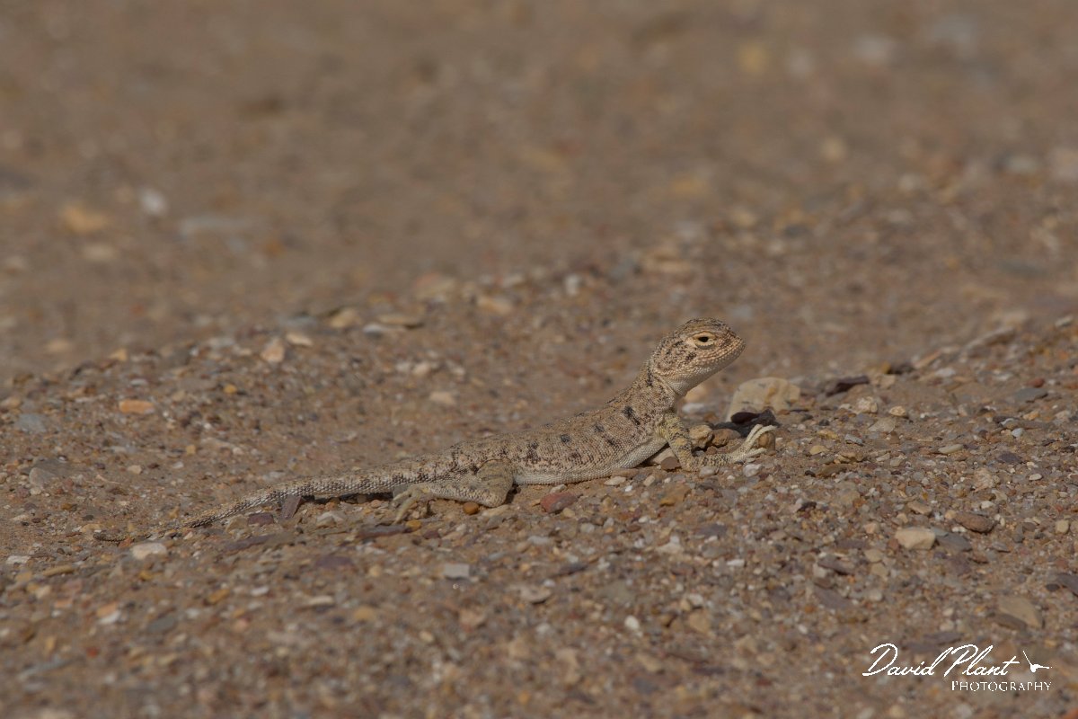 DPPhotography - Oman - Phrynocephalus arabicus - B.jpg - Arabian toad-headed agama, Phrynocephalus arabicus - Ar-Ramayli, Oman