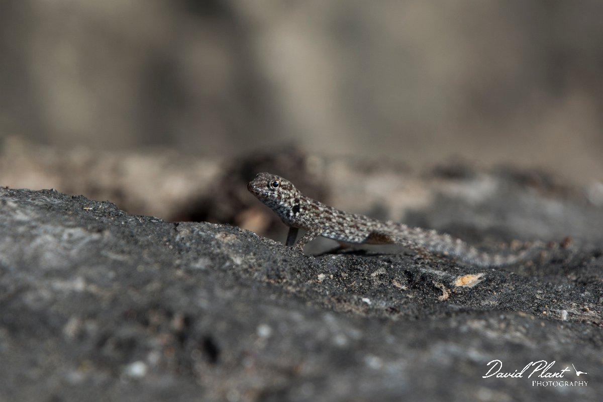 DPPhotography - Oman - Pristurus minimus - B.jpg - Least Semaphore Gecko, Pristurus minimus - Wadi Hanna, Oman